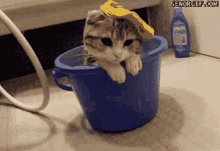 a kitten is sitting in a blue bucket with a sponge on its head