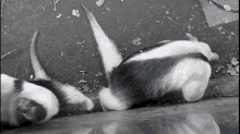 a black and white anteater laying on the ground .