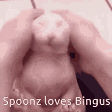 Spicyspoonz Spoonz Bingus GIF - Spicyspoonz Spoonz Spoonz Bingus GIFs