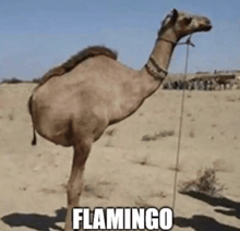 a camel is tied to a rope in the desert and says flamingo on the bottom