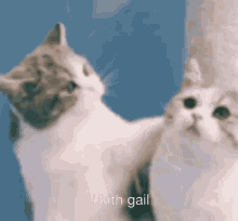 Jemgail Cat Kiss GIF