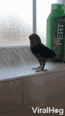 Parrot Taking A Shower Taking A Bath GIF - Parrot Taking A Shower Taking A Bath Water GIFs