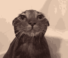 a close up of a cat 's face looking up at the camera