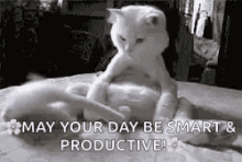 May Your Day Be Smart And Productive Cats GIF - May Your Day Be Smart And Productive Cats Funny Animals GIFs