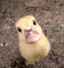 Cute Ducks GIF