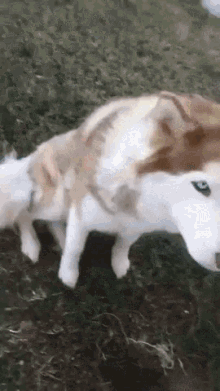 husky biting dog bite