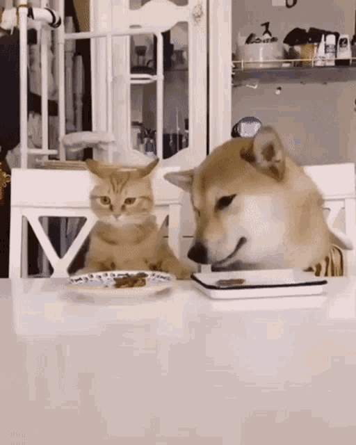 Cat Dog Gif - Cat Dog Eating - Discover &Amp; Share Gifs