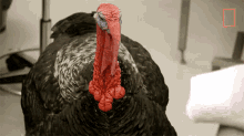GIF