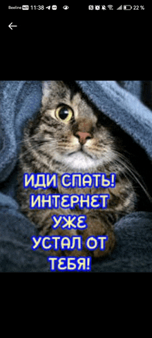 a cat is wrapped in a blue blanket with a foreign language message