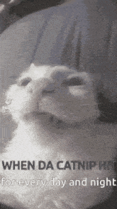 a cat with a caption that says `` when da catnip hits for every day and night ''