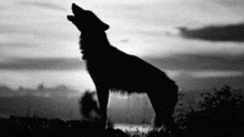 a silhouette of a wolf howling at the moon in a black and white photo .