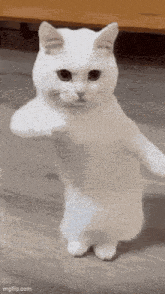Triple Top Cat GIF - Triple Top Cat Dancing Cat GIFs