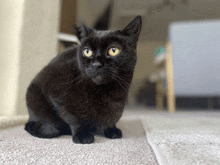 a black cat with yellow eyes sitting on a carpet