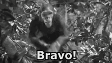 Cita Tarzan Scimpanzé Scimmia Giungla Bravo Applaudire GIF