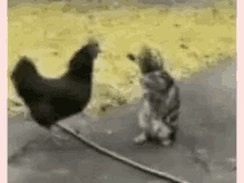 Chicken Fight GIF