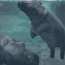 Hippo Funky GIF - Hippo Funky Persh GIFs