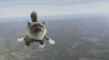 Skydiving Kitty GIF - Skydiving Kitty Flying GIFs