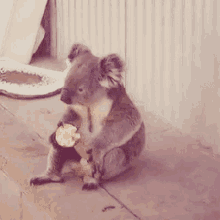 考拉 宠物 可爱 吃 GIF - Koala Pet Cute GIFs