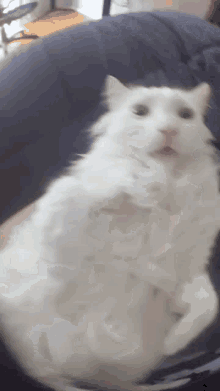 Mklpkl What This Cat Want GIF - Mklpkl What This Cat Want Mkl GIFs