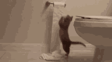 One Sheet, That'S Protocol GIF - Cats Cats Are Jerks Kittens GIFs