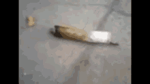 Weed Ant With Joint GIF - Weed Ant With Joint Roach GIFs