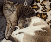 Cats Blinds GIF - Cats Blinds Privacy GIFs
