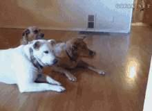 Dogs Puppies GIF - Dogs Puppies Cute GIFs