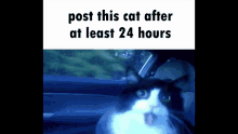 Cat Post This Cat GIF - Cat Post This Cat GIFs