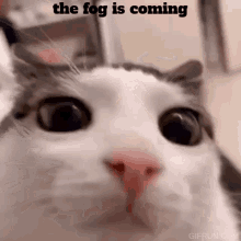 Blink Cat GIF - Blink Cat Fog Is Coming GIFs