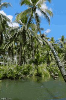 Swing Tree GIF - Swing Tree Coconut Tree GIFs