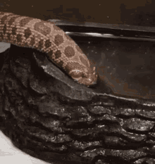 Snake Adorable GIF
