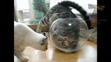 cat kitten animal playful fish bowl