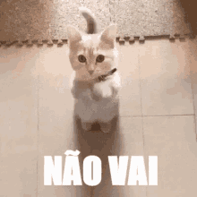 Gatinho Não Vai GIF - Dontgo Cat Please GIFs