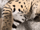 Serval Silly GIF - Serval Silly Bite GIFs