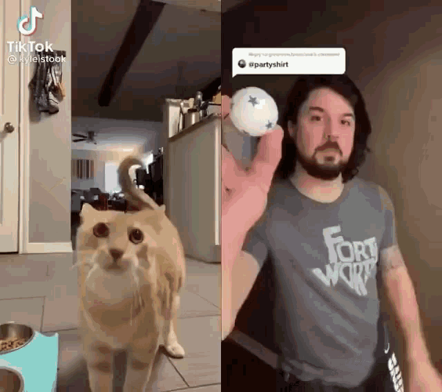 Superfette Katze GIF