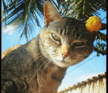 a cat with a yellow object on its head looks at the camera
