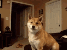 Confused Say What GIF - Confused Say What Shiba GIFs