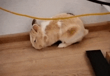 Bunny Tired GIF - Bunny Tired Rabbit GIFs