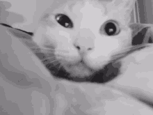 Machka Cat GIF - Machka Cat Biri4ka GIFs