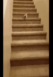 kitten stairs