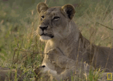 Mother Lioness GIF - Savage Kingdom Savage Kingdom Gi Fs Lions GIFs