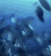a pixelated image of a body of water with fish swimming in it