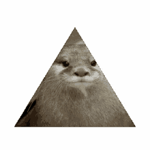 otter pyramid otterium otterchat