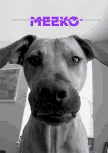 Meeko Gif GIF - Meeko Gif Meeks GIFs