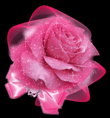 Rose Flower GIF - Rose Flower Pink GIFs