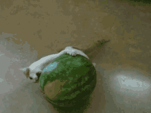 GIF