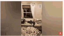Super Fun Cats And Dogs GIF - Super Fun Cats And Dogs Cat Love GIFs