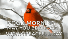 may you be blessed with a peaceful day cardinal snowing winter bird watching