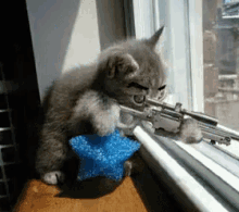 funny cats with guns gif