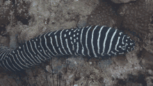Zebra Moray Eel Eel GIF